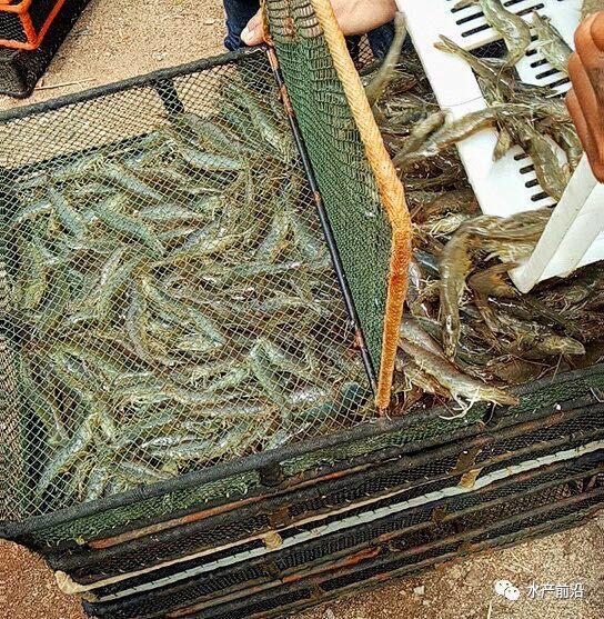 出蝦27斤/立方，連續三造成功后，工廠化養蝦在他看來并不難！