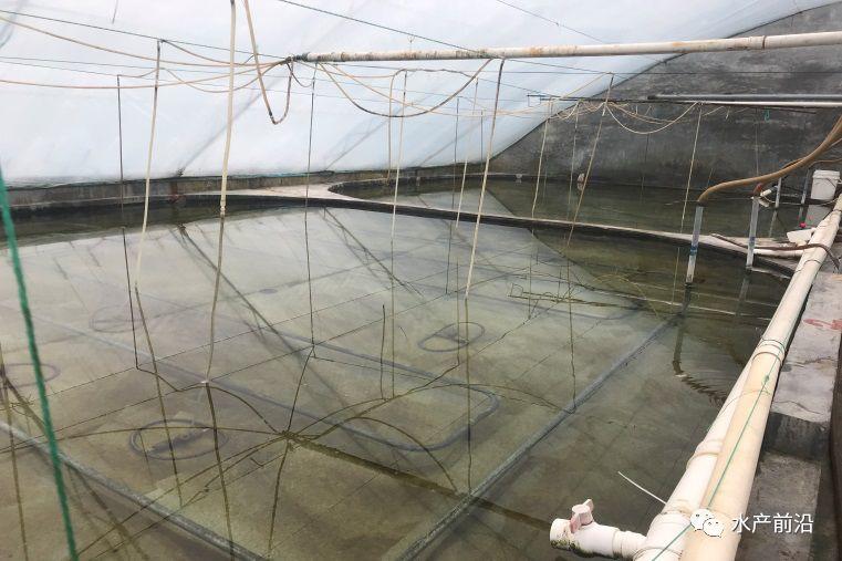 出蝦27斤/立方，連續三造成功后，工廠化養蝦在他看來并不難！