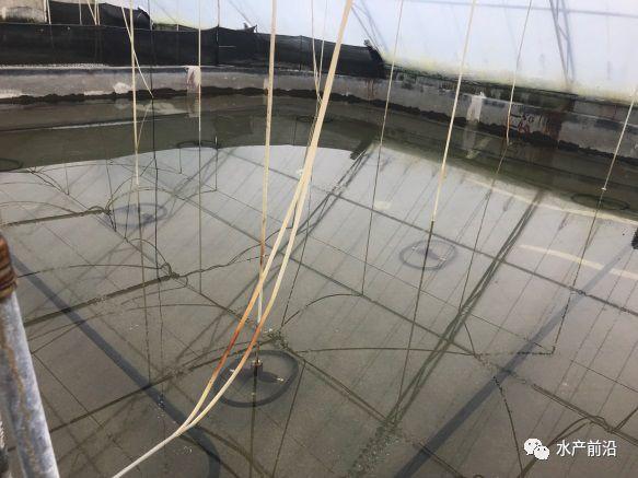 出蝦27斤/立方，連續三造成功后，工廠化養蝦在他看來并不難！