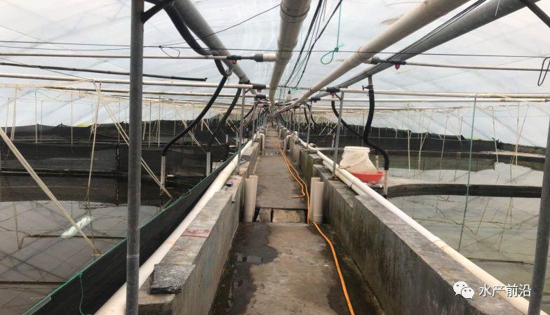 出蝦27斤/立方，連續三造成功后，工廠化養蝦在他看來并不難！